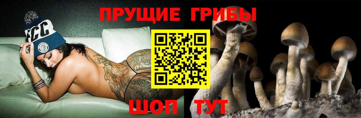 Псилоцибиновые грибы Cubensis Глазов